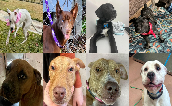 20240105pups
