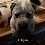 Gilligan