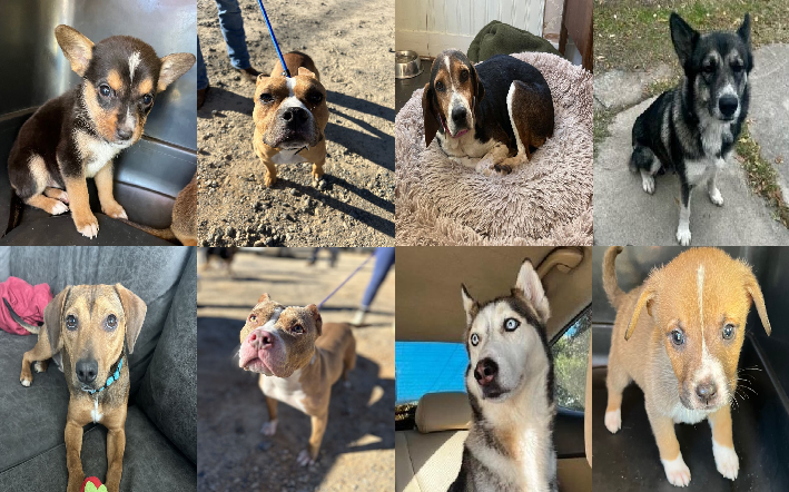 20240122pups