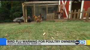 Bird Flu Warning For Poultry Owners