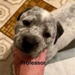 Professor