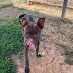 Lexi