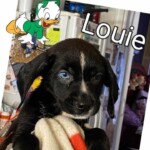 Louie