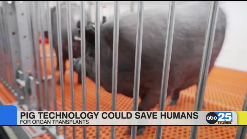 Pig Technology Could Save Humans