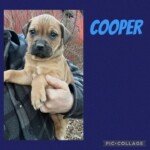 Cooper