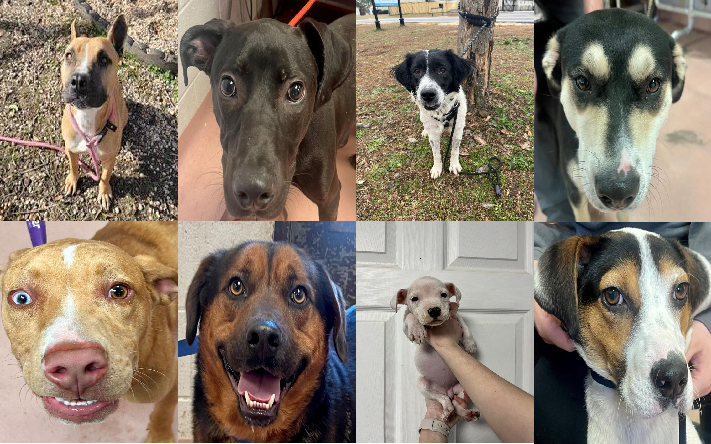 20240119pups