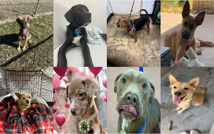 20240118pups