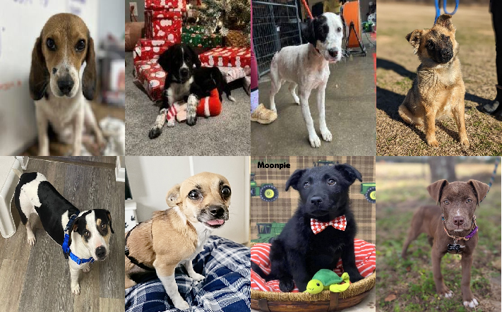 20240125pups