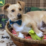 Jordy