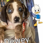 Dewey