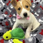 Zena