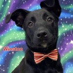 Winston