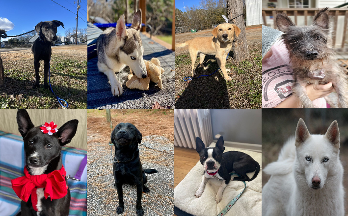 20240108pups
