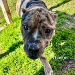 Gibson