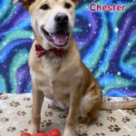 Chester