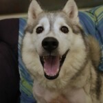 Tasha