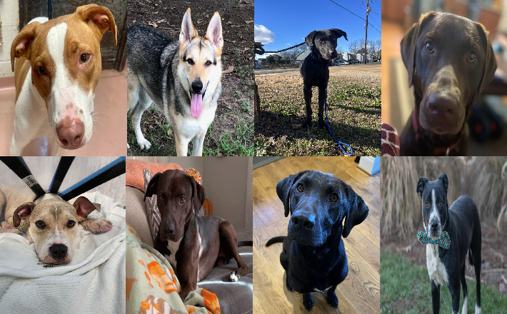 20240123pups