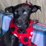 Delilah