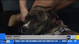 Pet Of The Week: Navy