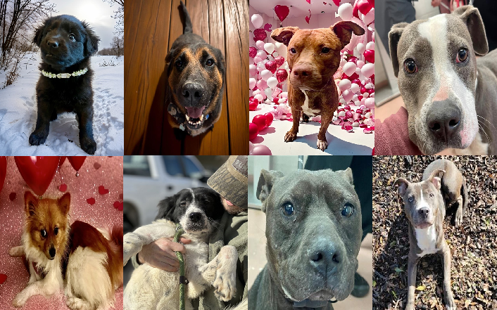 20240104pups