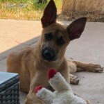 Coco