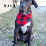 Jarret