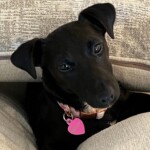 Bella