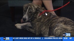 Pet Of The Week: Samantha!