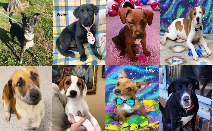 20240208pups