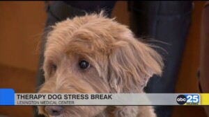 Therapy Dogs At Lexington Medical Center