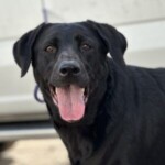 Onyx