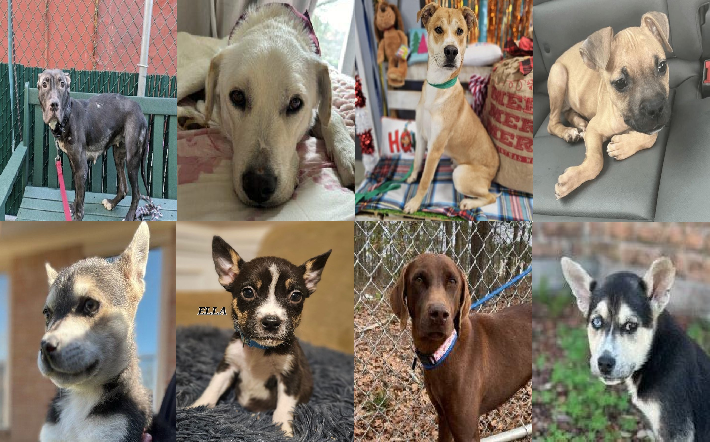 20240220pups