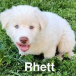 Rhett