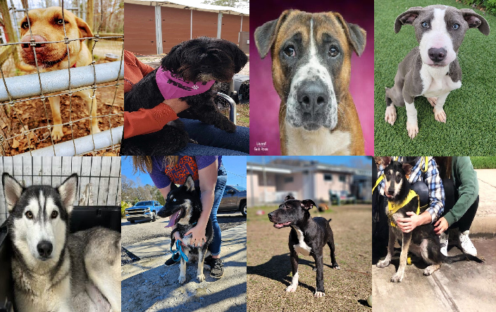 20240214pups