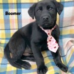 Boomer