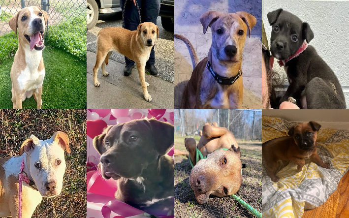 20240207pups