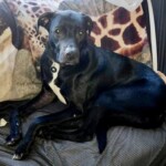 Remington