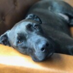 Frankie