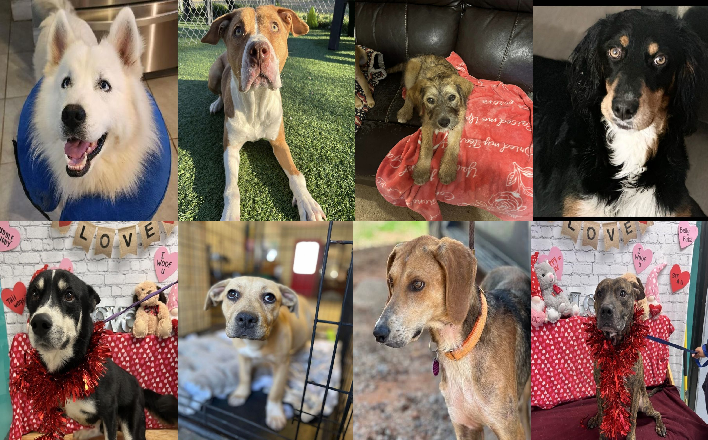 20240222pups