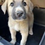 Winnie