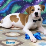 Dexter