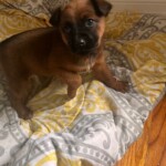 Hazel