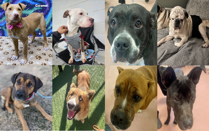 20240202pups