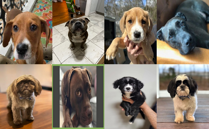 20240228pups