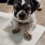 Sammy