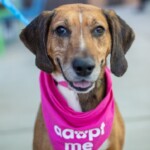 Maggie