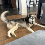 Koda 4