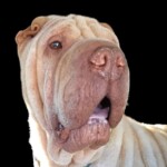 Cooper
