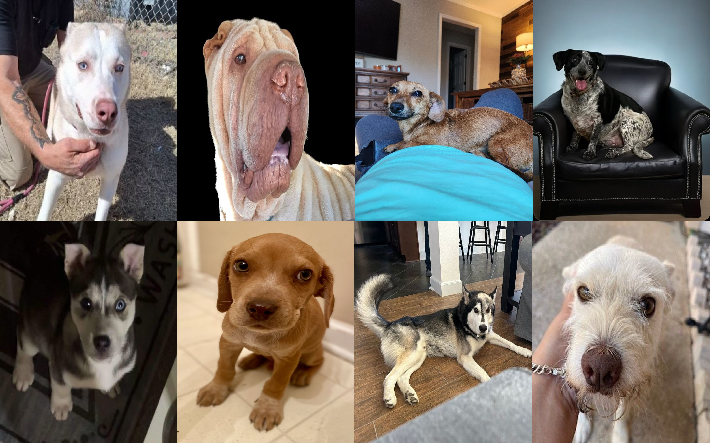20240205pups