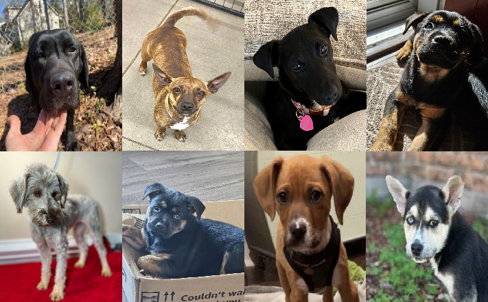 20240219pups